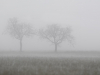 Brume matinale