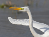 jlc_aigrette-web