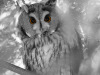 jlc_duc-web