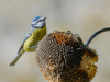 PIERRU_C5-Mesange-bleue