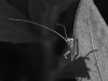 PIERRU_NB2-Radiographie