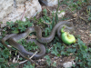 Quesnel-Couleuvre-d-esculape-et-lezard-vert-copie