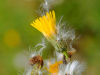 Fleur jaune