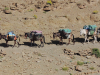 Mules-marocaines-Haut-Atlas