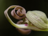 Orchidée