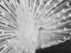 Paon-blanc