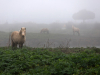 Poney-de-l'île-de-Ré