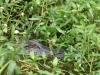 Gators-r
