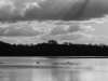 Le lac des cygnes