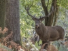 cerf vignette Gourvil