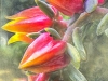 fleur de plante grasse