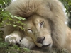 ASEAB D. Morin - Le Roi Lion