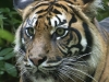 ASEAB D. Morin - Tigre
