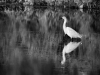 ASEAB-PIERRU-Aigrette n&b