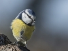 ASEAB-PIERRU-mésange bleue