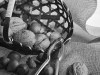 ASEAB_EVAIN_FruitsACoques