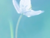 ASEAB_EVAIN_Transparence