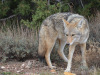 Coyote
