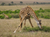 La savane