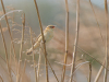 Phragmite-des-joncs
