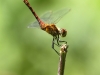 270618 125nnt