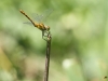 280618 038nnt