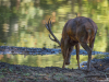 Cerf_2017-6