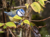 Mésange bleue