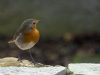 Rouge gorge