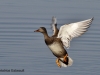IMG_7863 (800x534)