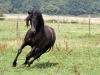 IMG_8347 (800x534)