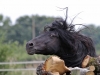 IMG_8487 (800x533)