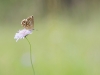 Papillon du jour toujour.jpg