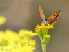 Papillons fleur jaune