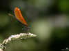 calopterix-vierge_1