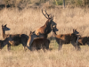 cerf-et-biches-jyg