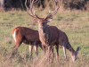 cerf-et-biches2-jyg