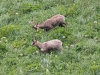 chamois-jyg