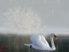 cygne