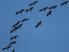 grues-cendrees-jyg