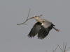 heron-cendre-jyg