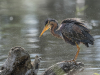 heron-pourpre-jlc