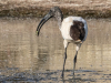 ibis-sacre-jyg