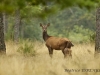 img_0921-800x506