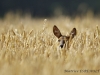 img_1194-800x557