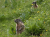 marmottes-jyg