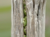 oleron 20120413rnn