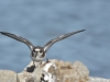 oleron2013-165mr
