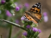 papillon2