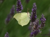 pieris-brassicae-1